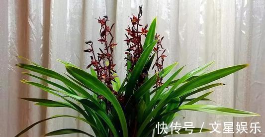 生根剂|最厉害的生根剂,用来养花,轻松养出大白根,啥花都喜欢