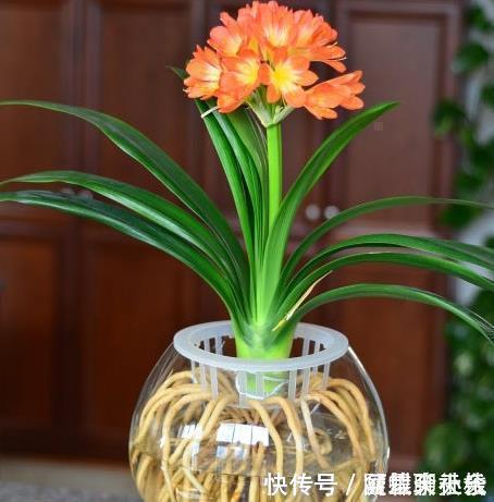 枝叶|“1种水”浇君子兰，7天冒出“大白根”，30天枝叶油绿，冒花芽