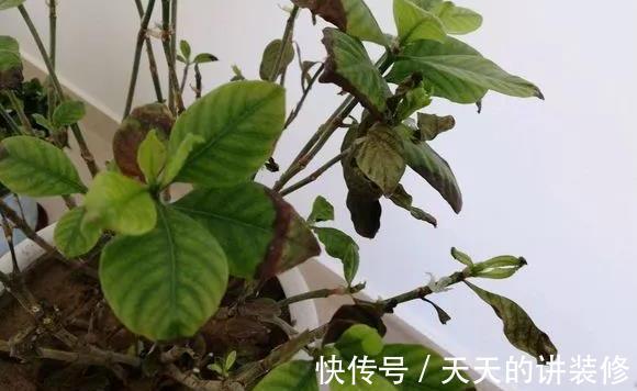 根结线虫病|养栀子花的日常，原以为是“夏日王者”，没想到却是个“娇娇女”