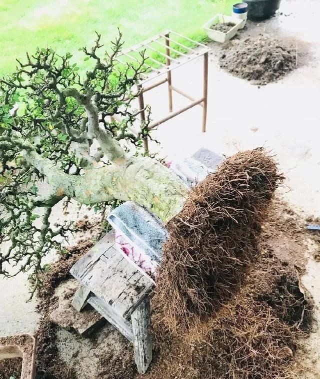 土壤|养盆景不能急于求成,遵循循序渐进的过程,这6点切忌不要触碰