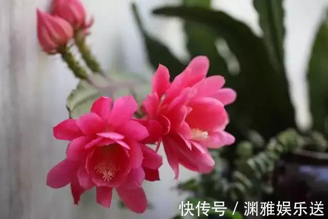 黄叶|5类花儿不可多浇水!黄叶烂根的原因就是它!养花不可不知!