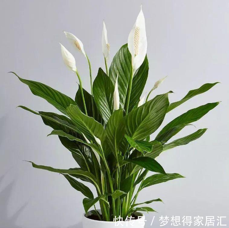 非洲菊|十种容易生长、净化室内空气效果很棒的盆栽绿植,对健康有好处