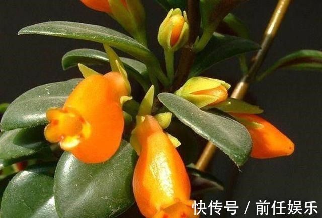 吊兰养成“盆景”格调不同，简单打理，还能满枝“金鱼”