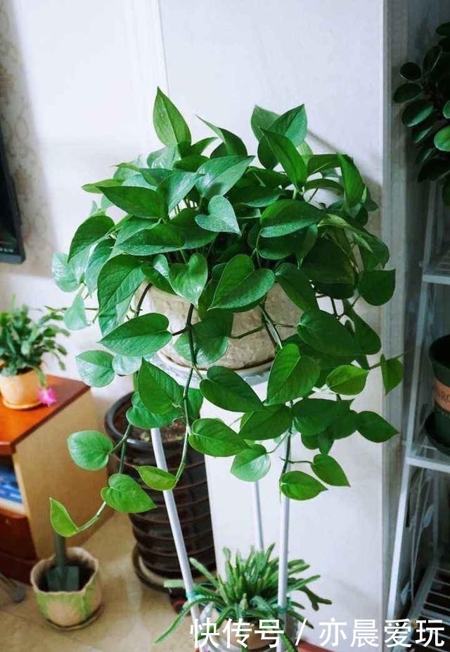 枝叶茂盛|绿萝过冬“三要点”,顺利过冬,枝叶茂盛,越长越旺