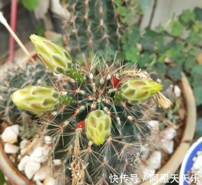 开花的仙人球，刷一下、结籽千千万，撒土里冒一盆苗！