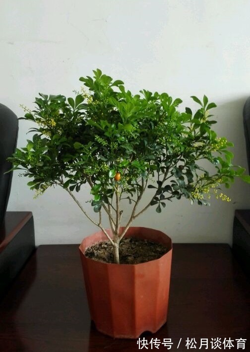 金枝玉叶|公认好养的5种花,能活一百年,开花吉利带仙气,越养越值钱