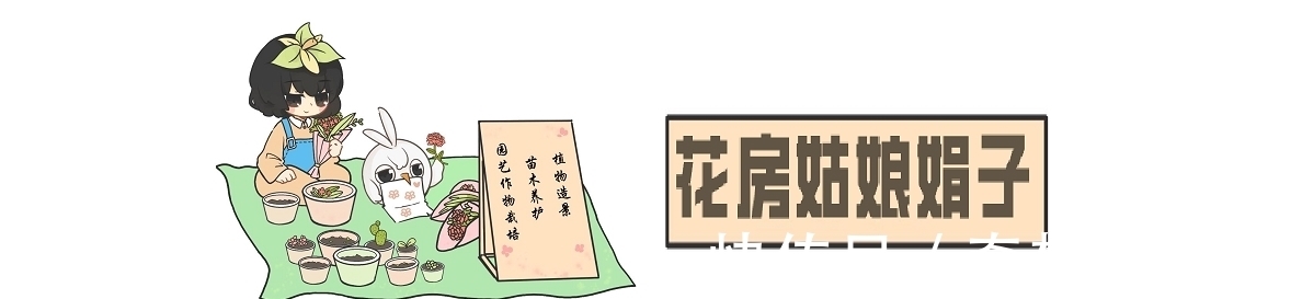 栽培|都知道牡丹是“花王”,却不一定知道谁是“花相”?值得了解一下
