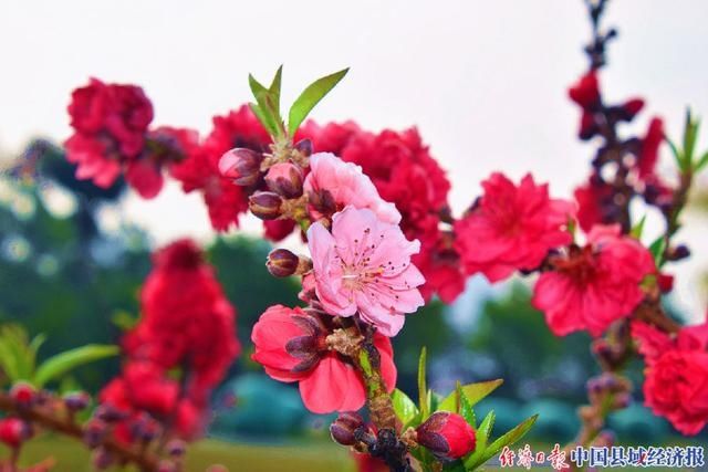 老年|云南弥勒：桃花吐艳贺新春