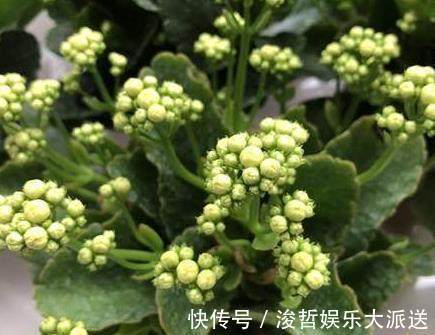 枝叶|给长寿花浇一点“它”，花苞满枝头，枝叶不发软，很是好看