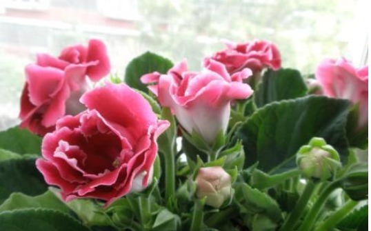 让大岩桐开花多且鲜艳的小秘诀,方法简单,值得收好