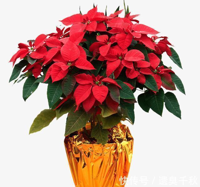 晦气|3种花“晦气花”,最好不要养室内,实在喜欢就养在室外吧