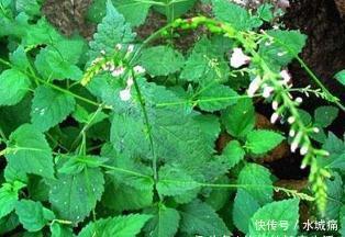 活血化瘀|十个人九个腰痛,用此草泡水喝,活血化瘀,腰不痛了,早喝早好