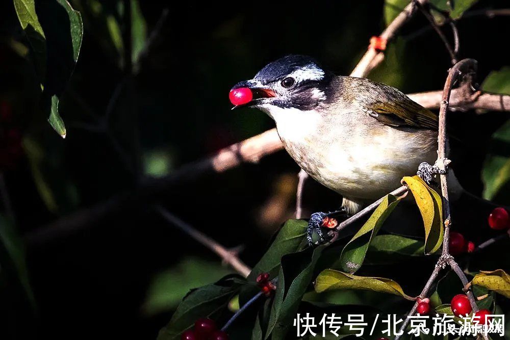 秋色|“醉”美十月门头沟，与你平分每一帧秋色~