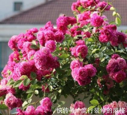 阳台只养3种花,开花久花量大,秋天掐个枝扦插,一盆轻松变多盆
