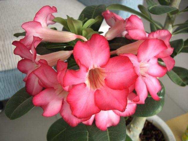 适宜客厅养的3种耐旱花,30天浇一次,茎壮花爆盆,叶子巴掌大