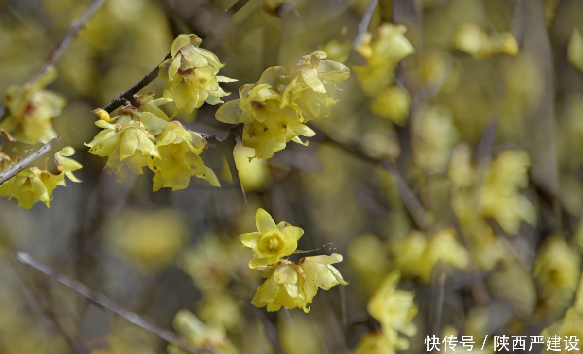 中年|新虹桥花园随记【严建设】