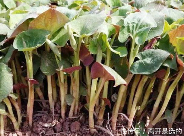 春天野地里的“不老药”，4种野菜换着吃，防衰祛病抗癌更长寿