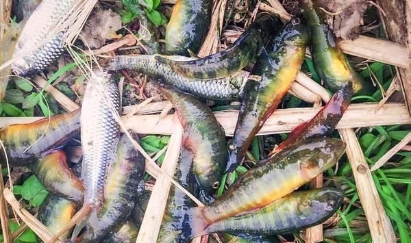 白胡椒粉|河里这种“虎皮纹”小鱼,煮汤比鲫鱼鲜美,如今几乎绝迹