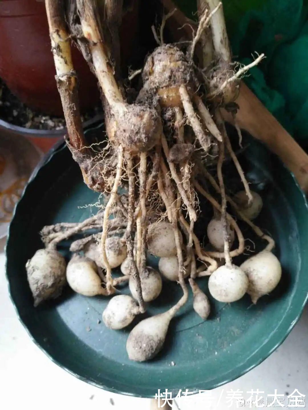 晒不死、热不死的花，越晒花越多，越热长越快