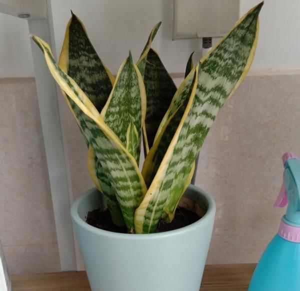 养花为什么要换盆，什么时候换盆，怎么换盆才合适？