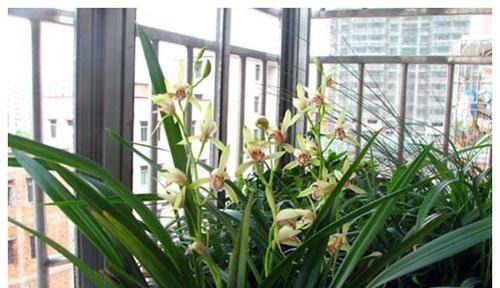 花友们|老花农养兰花,只用1种植料,易生根好栽种浇水方便