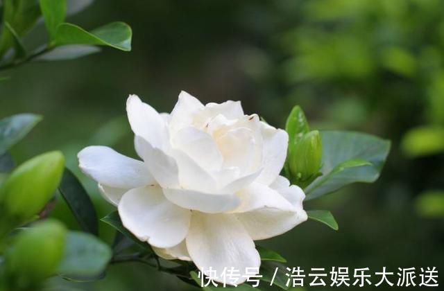 栀子花|扦插的栀子花生根了,移栽注意这几点,服盆快成活率高