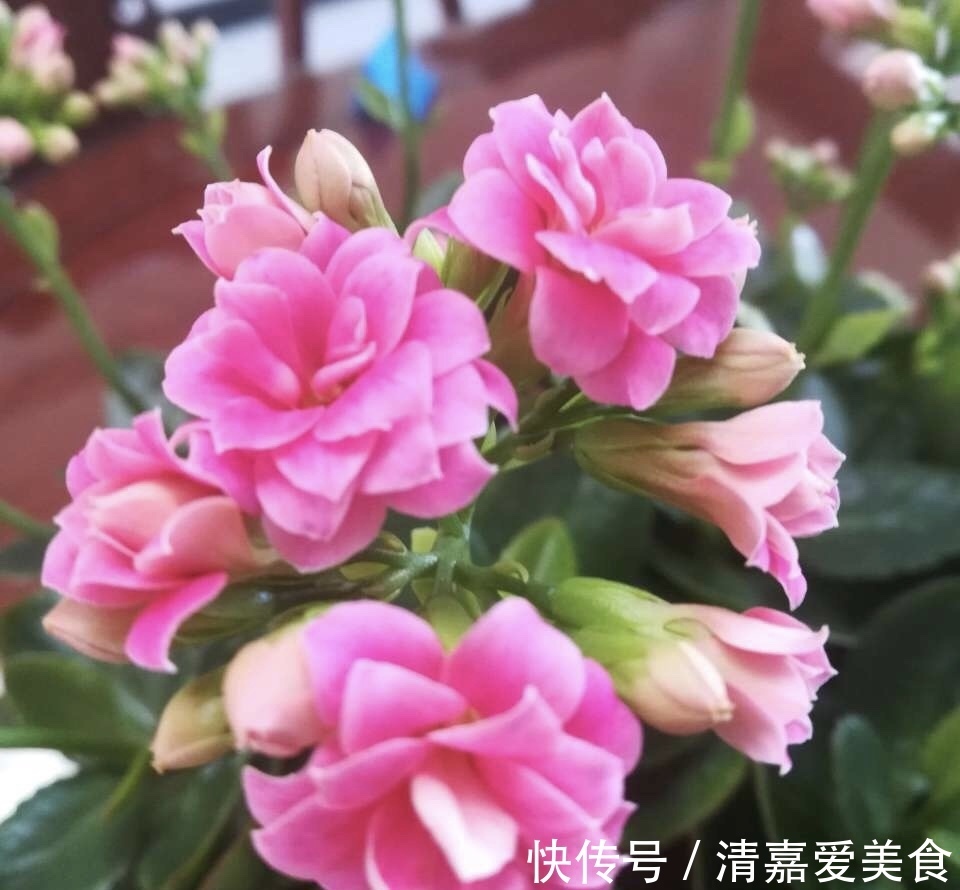 火火|过年之前，给家里养上6种花，花朵红红火火、寓意美好