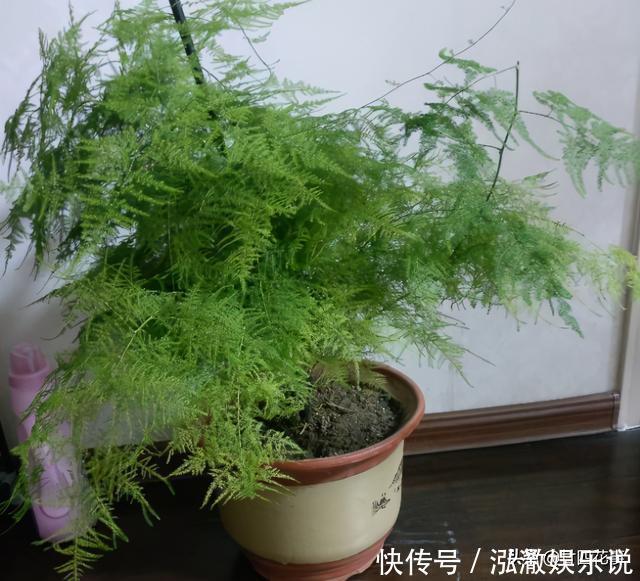君子兰|7种花，就要“穷着养”，花盆越小，长势越喜人