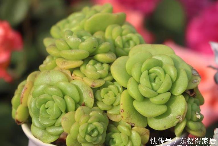 百合丽丽如何过冬？作为法师系多肉它不耐寒，冬季一定要注意防冻