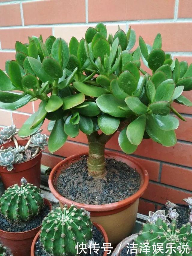 爆盆|盼着雨天来,4种花“淋淋雨”,蹭蹭长爆盆,比施肥还长得快