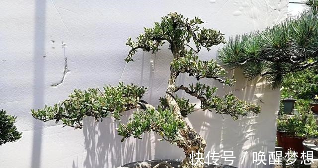 不管家中再小,一定要摆放上一盆“木中君子”!