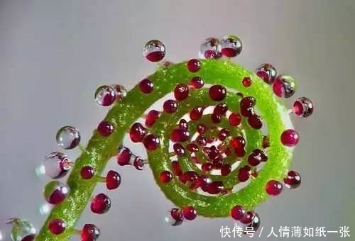 神“造”般的植物奇景,仿佛画作精品,小编已深深着迷!