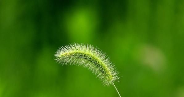 “狗尾草”真的很厉害！“药用价值”非常高，能预防关节疾病！