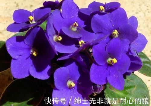 这些花超耐阴的，光照不好也能长出一片花海