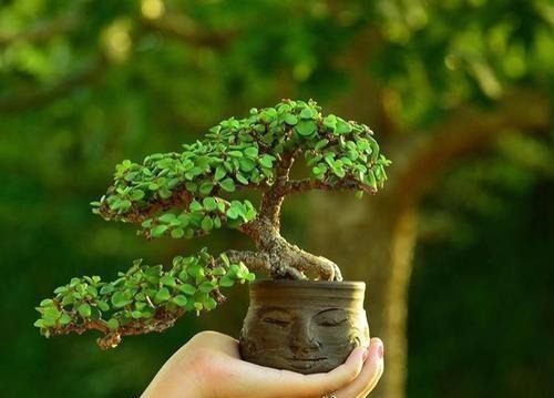 3种漂亮盆景,2年长成老桩,高端大气上档次,是家庭盆栽佳品