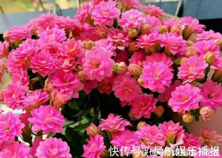 阳台上|最讨人喜欢的4种花，插个枝条就能活，很适合新手入手