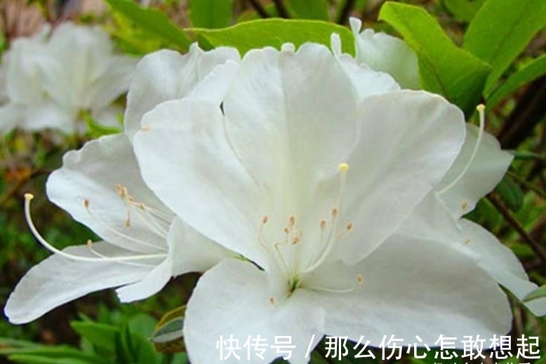 数据库|漂亮的有毒花,认识20种“大毒花”,涨知识不吃亏