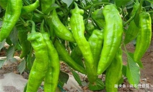 黃青蕉|人到中年，堅持常吃4種食物，降壓減脂，養護血管，抗衰老