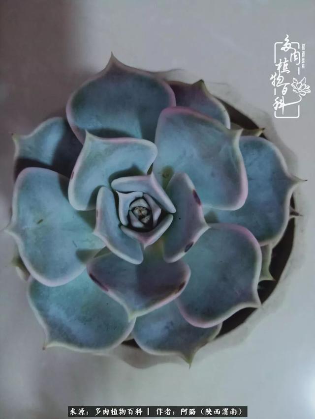 这些年养的那些多肉！附靠谱的多肉度夏小技巧！