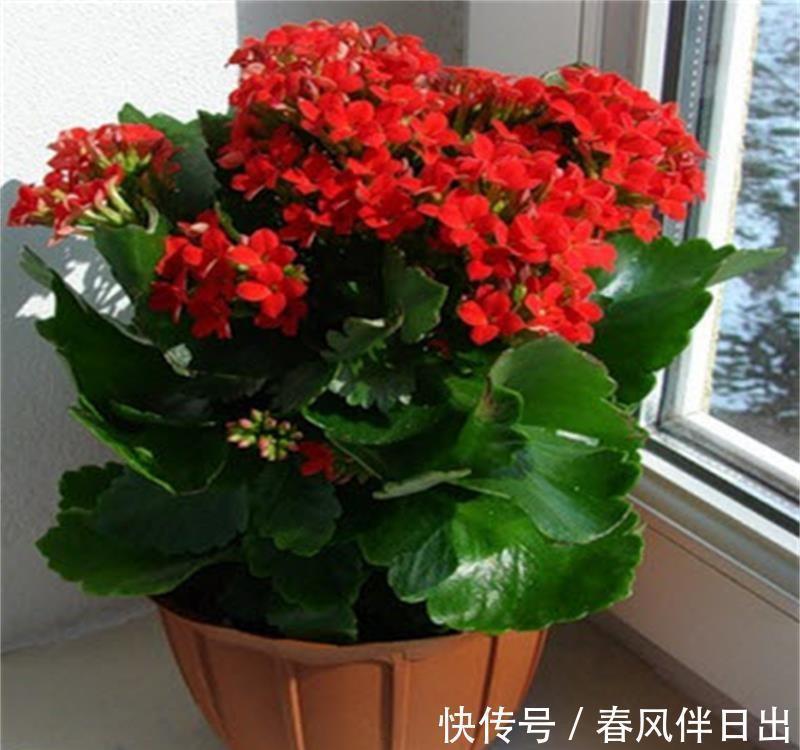 适合9月养的花,花大色艳,爱开花,很漂亮,关键很好养