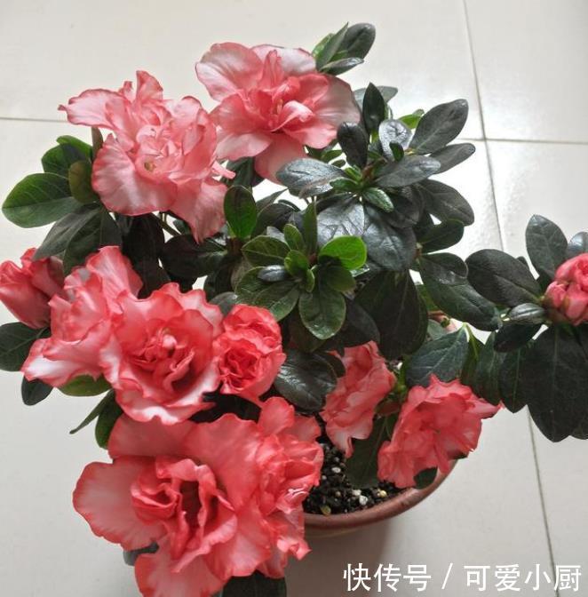 养花就养3种花,家里养一盆,比绿萝好养,10元1盆,阳台变花海!