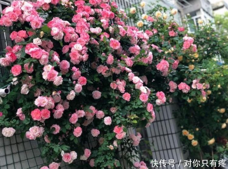 养花就养个花期长的,花大色艳,花开媲美玫瑰,花朵姿态万千,美