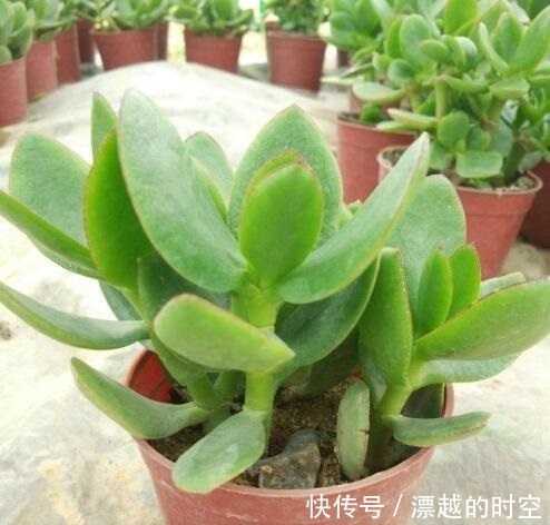 春天养“3种花”,叶子扔盆里,10天生根、发芽,养好能开花