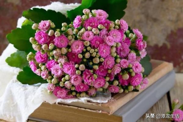 天竺葵|最容易在夏季淹死的五种花,不光管住手,还要注意这几条