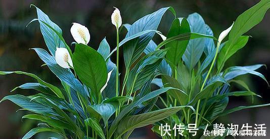长势|4种花,皮实好养又大气,摆在客厅上档次,有品位的人都养了