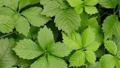 睡眠质量|失眠的“克星”终于被找到了,睡前吃一点,让你酣然入睡到天亮