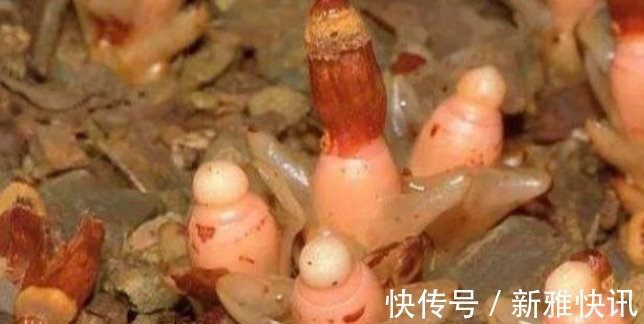 草本|若遇此种珍贵植物,请别移植,能见到已是运气