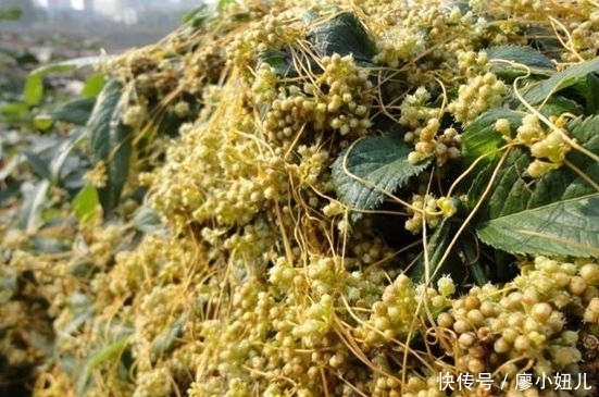 農(nóng)作物|農(nóng)村公認(rèn)的“金絲害草”,人們種植來致富,才知價(jià)值珍貴能補(bǔ)腎