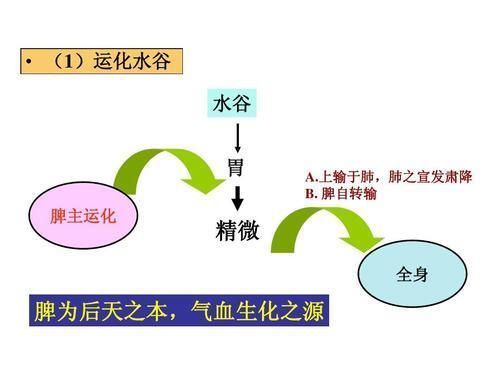 两者|大便总是前头干后头稀，便秘还是腹泻？可能两者都不是