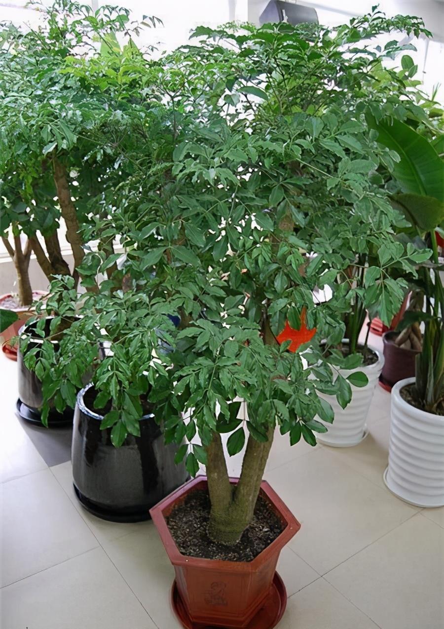 幸福树掉叶子？3个原因解决好，叶绿窜的高，幸福自然到